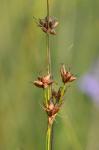 Cladium mariscoides (Muhl.) Torrey