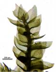 Clasmatodon parvulus (Hampe) Sull.