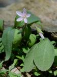 Claytonia caroliniana Michx.