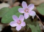 Claytonia caroliniana Michx.