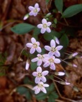 Claytonia caroliniana Michx.