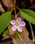 Claytonia caroliniana Michx.