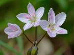 Claytonia virginica L. var. virginica