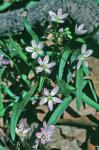 Claytonia virginica L. var. virginica