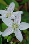 Claytonia virginica L. var. virginica
