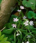 Claytonia virginica L. var. virginica