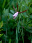 Cleistesiopsis divaricata (L.) Pansarin & F. Barros