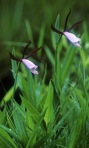 Cleistesiopsis divaricata (L.) Pansarin & F. Barros