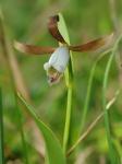 Cleistesiopsis oricamporum P.M. Brown