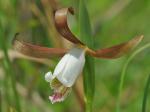 Cleistesiopsis oricamporum P.M. Brown
