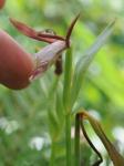 Cleistesiopsis oricamporum P.M. Brown
