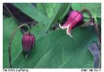 Clematis addisonii Britt.