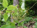 Clematis addisonii Britt.