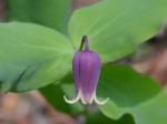 Clematis addisonii Britt.
