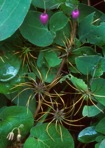 Clematis addisonii Britt.
