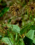 Clematis addisonii Britt.