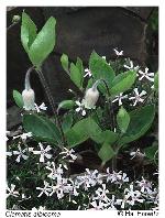 Clematis albicoma Wherry
