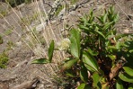Clematis albicoma Wherry