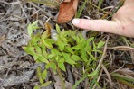 Clematis albicoma Wherry