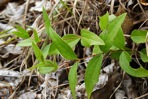 Clematis albicoma Wherry