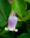 Clematis albicoma Wherry