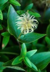 Clematis albicoma Wherry