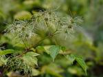 Clematis catesbyana Pursh
