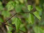 Clematis catesbyana Pursh
