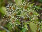 Clematis catesbyana Pursh