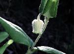 Clematis coactilis (Fern.) Keener