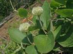 Clematis coactilis (Fern.) Keener
