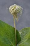 Clematis coactilis (Fern.) Keener