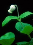 Clematis coactilis (Fern.) Keener