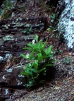 Clematis coactilis (Fern.) Keener
