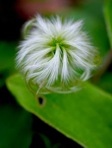 Clematis coactilis (Fern.) Keener