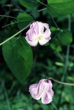 Clematis crispa L.