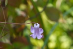 Clematis crispa L.