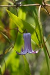 Clematis crispa L.