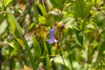 Clematis crispa L.