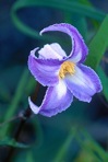 Clematis crispa L.