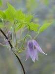 Clematis occidentalis (Hornemann) DC. var. occidentalis