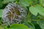 Clematis occidentalis (Hornemann) DC. var. occidentalis