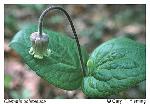 Clematis ochroleuca Ait.