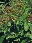 Clematis ochroleuca Ait.