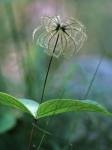 Clematis ochroleuca Ait.