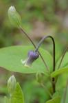 Clematis ochroleuca Ait.