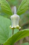 Clematis ochroleuca Ait.
