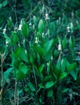 Clematis ochroleuca Ait.