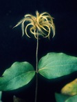 Clematis ochroleuca Ait.