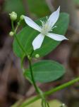 Clematis terniflora DC.